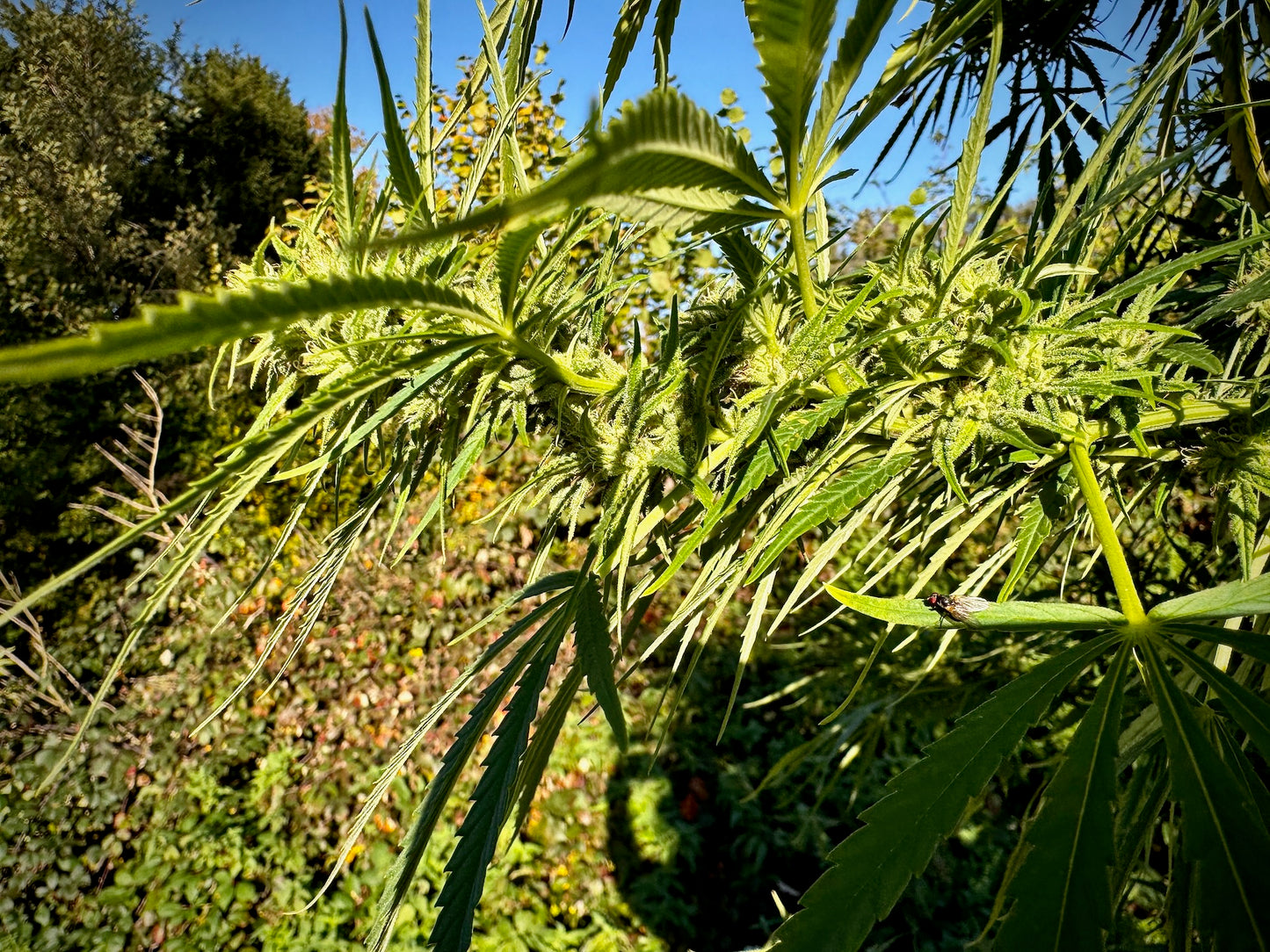 Orange Bud Auto x OHz