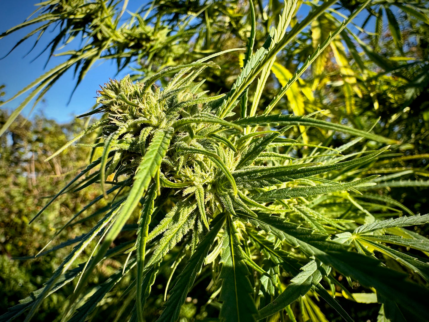 Orange Bud Auto x OHz