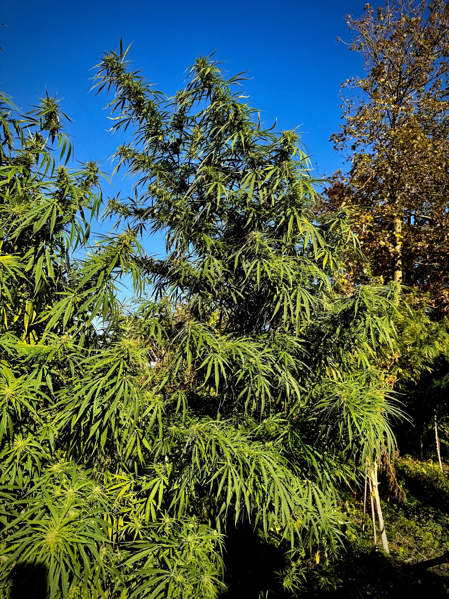 SkyWalker Auto #2 x OHz