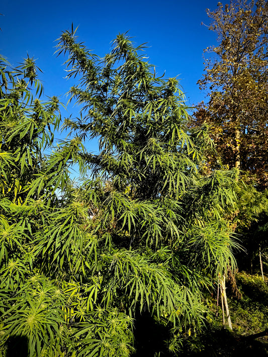 SkyWalker Auto #2 x OHz