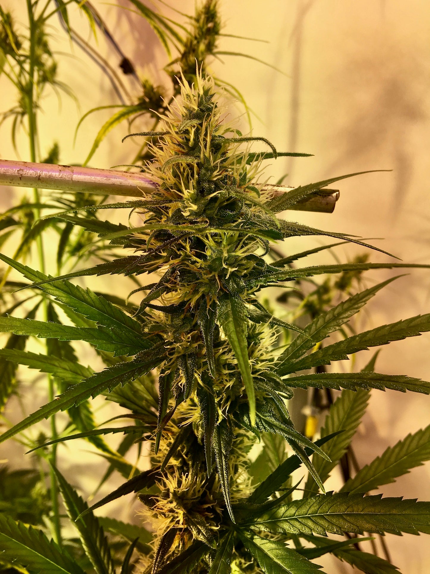 Zamaldelica first edition x THH 🔥