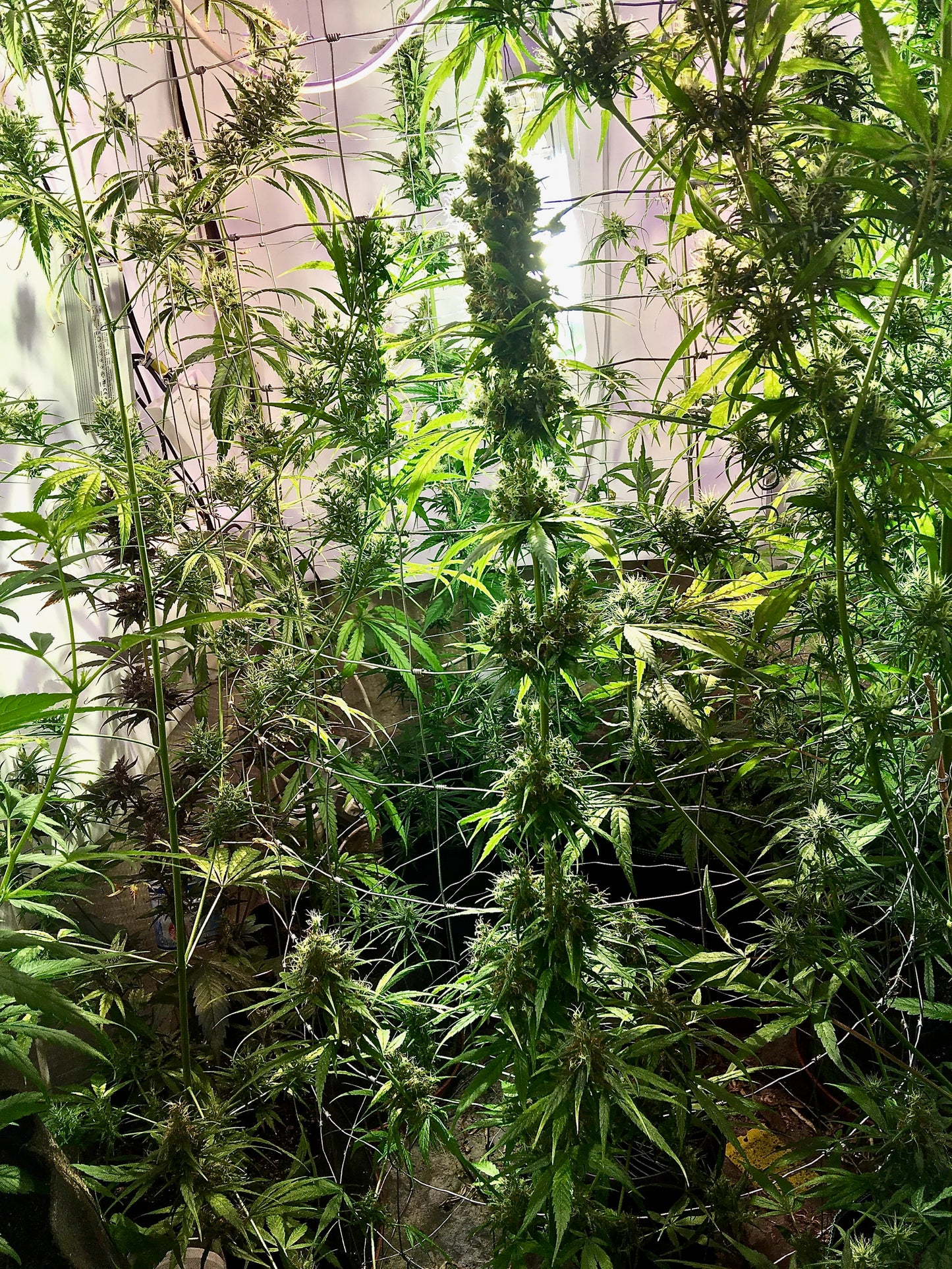 Zamaldelica first edition x THH 🔥