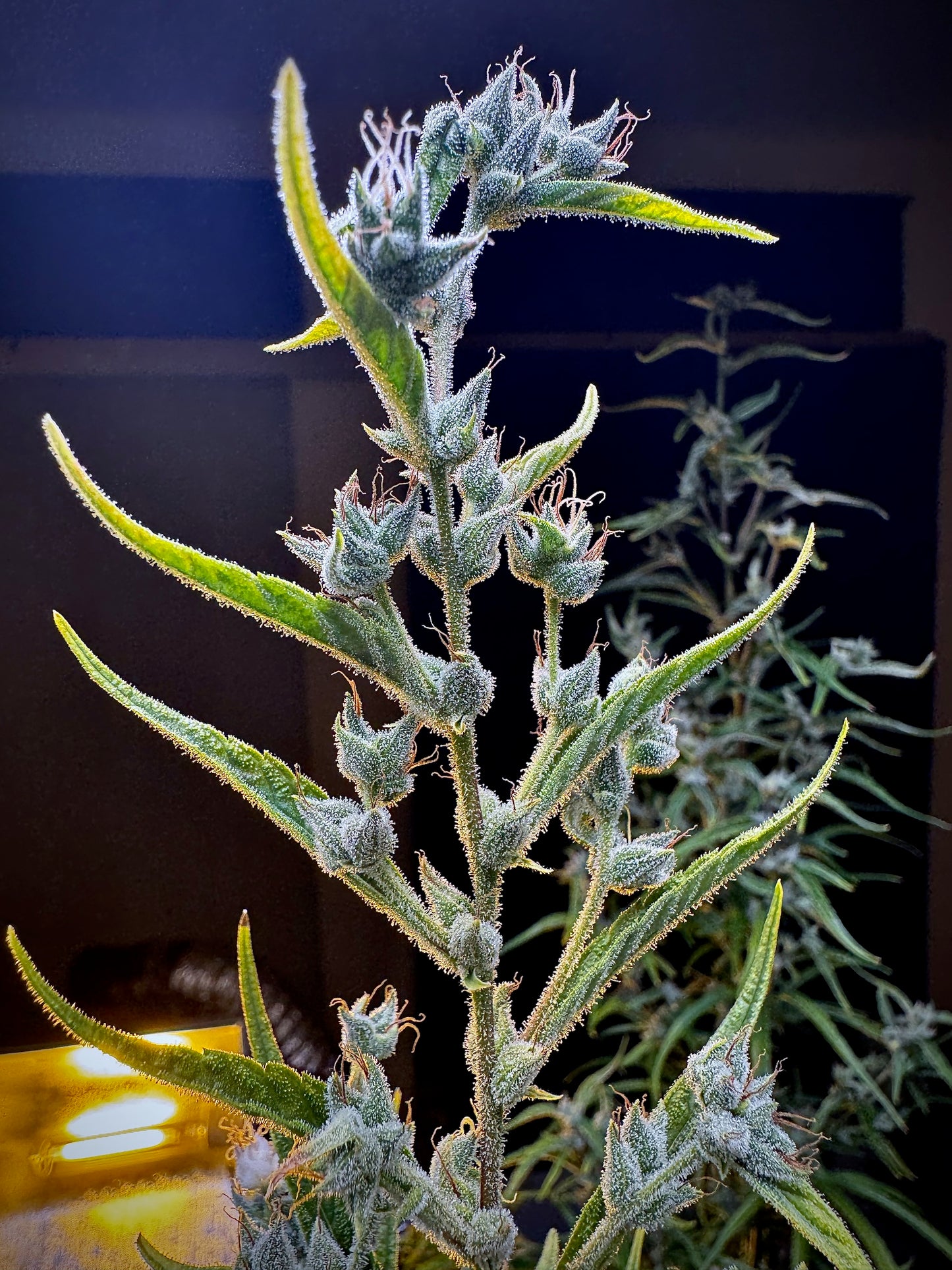 Manga Rosa Haze Special 🥭 🔥