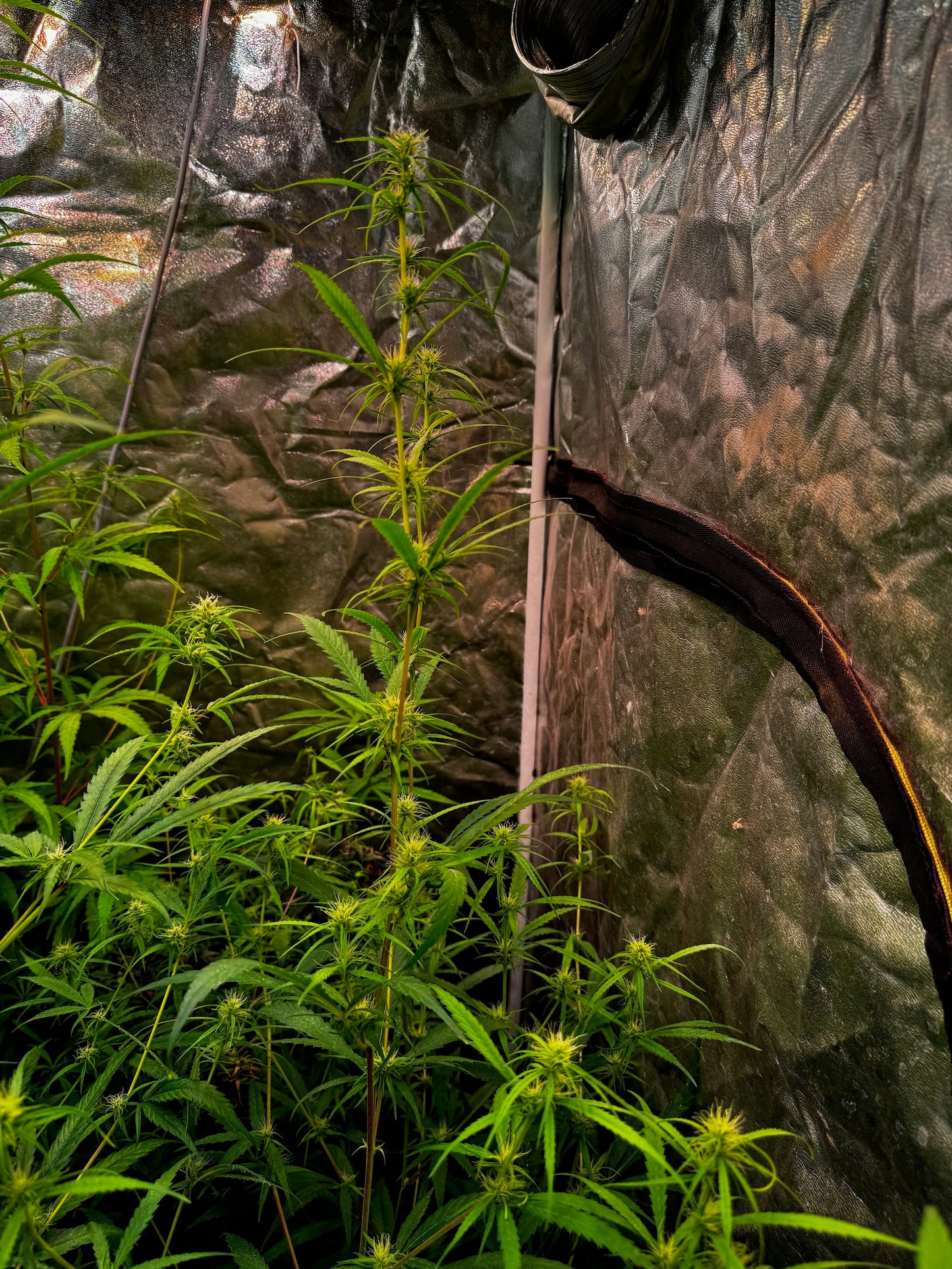 Malawi Gold (Afropip) x Original Haze 90' selected male