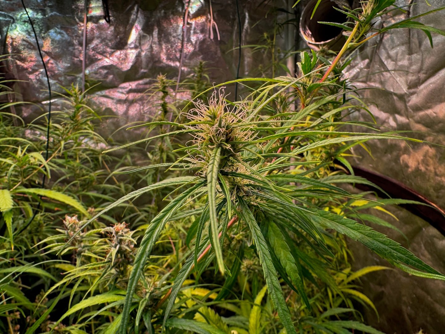 Colombian Gold 70' x Original-Haze