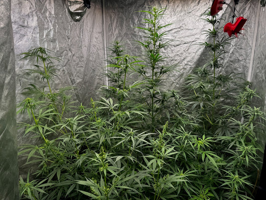 Thunk Collection – Sam Skunkman Heritage Special