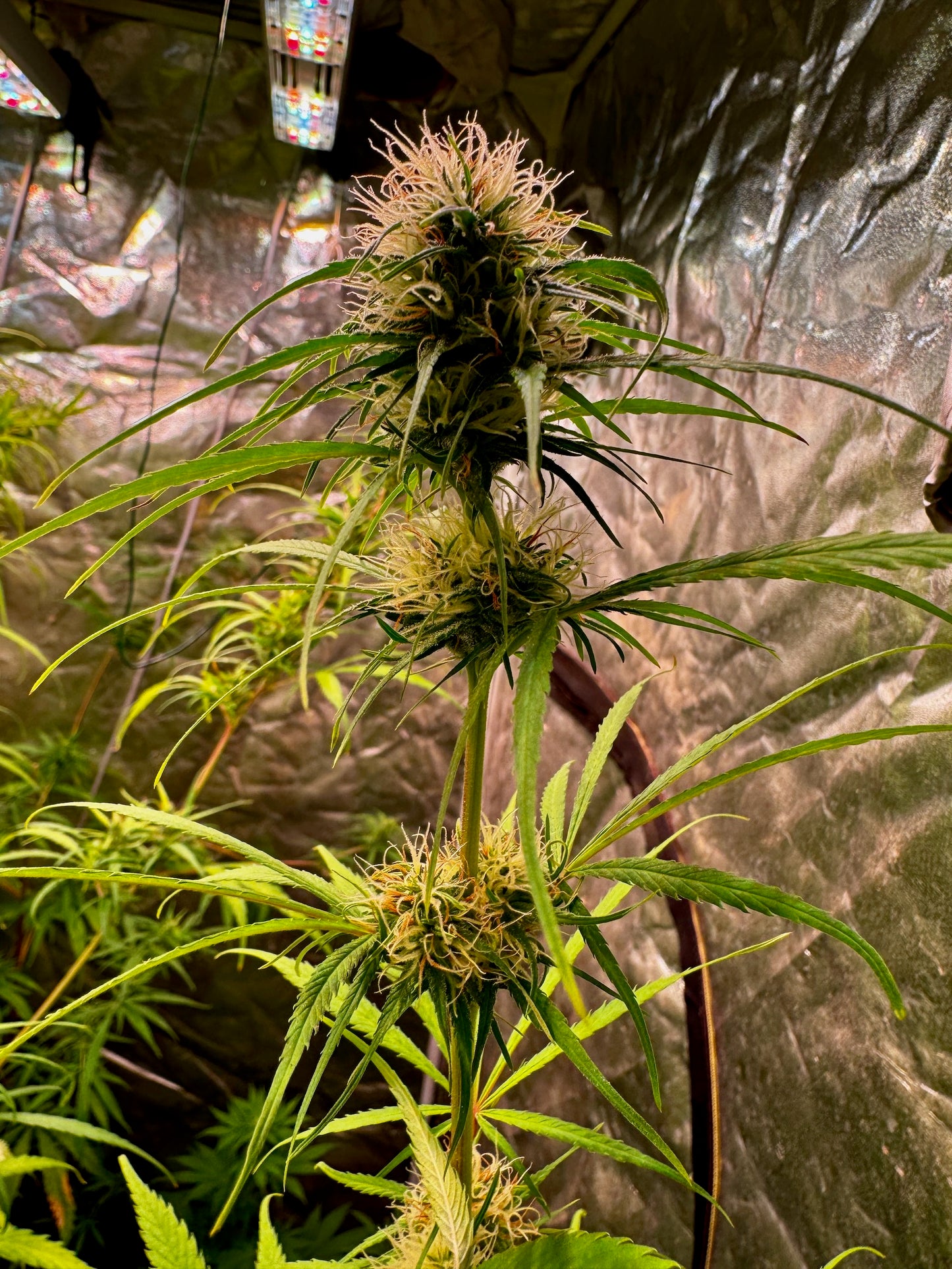 Colombian Red (aka Wacky Weed) x Original-Haze