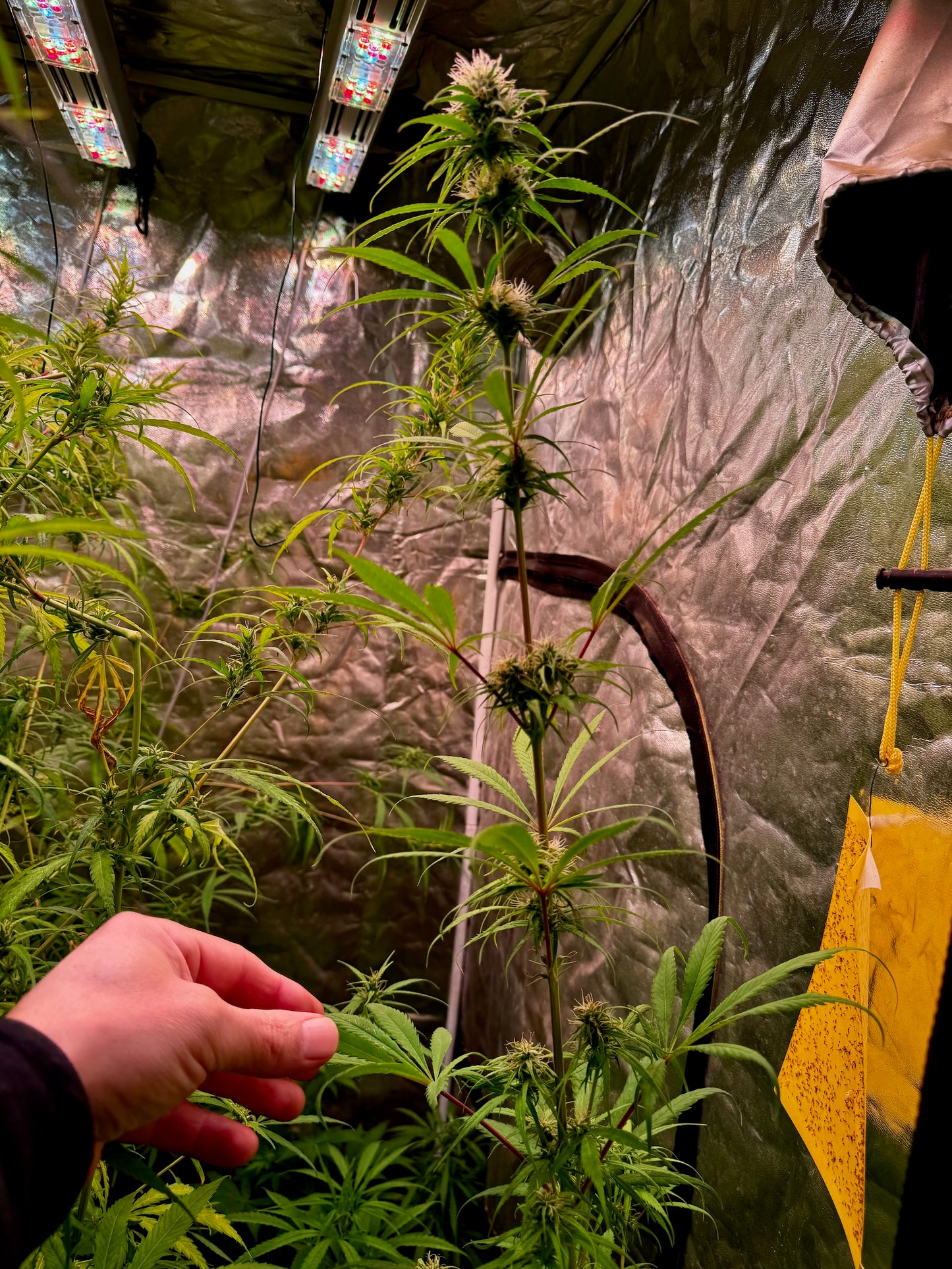 Colombian Red (aka Wacky Weed) x Original-Haze