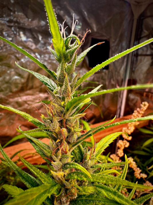 Colombian Corinto x Original-Haze