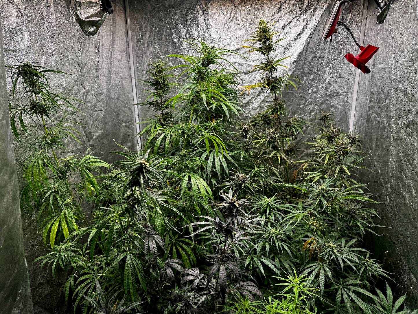 Thunk 2 green/purple