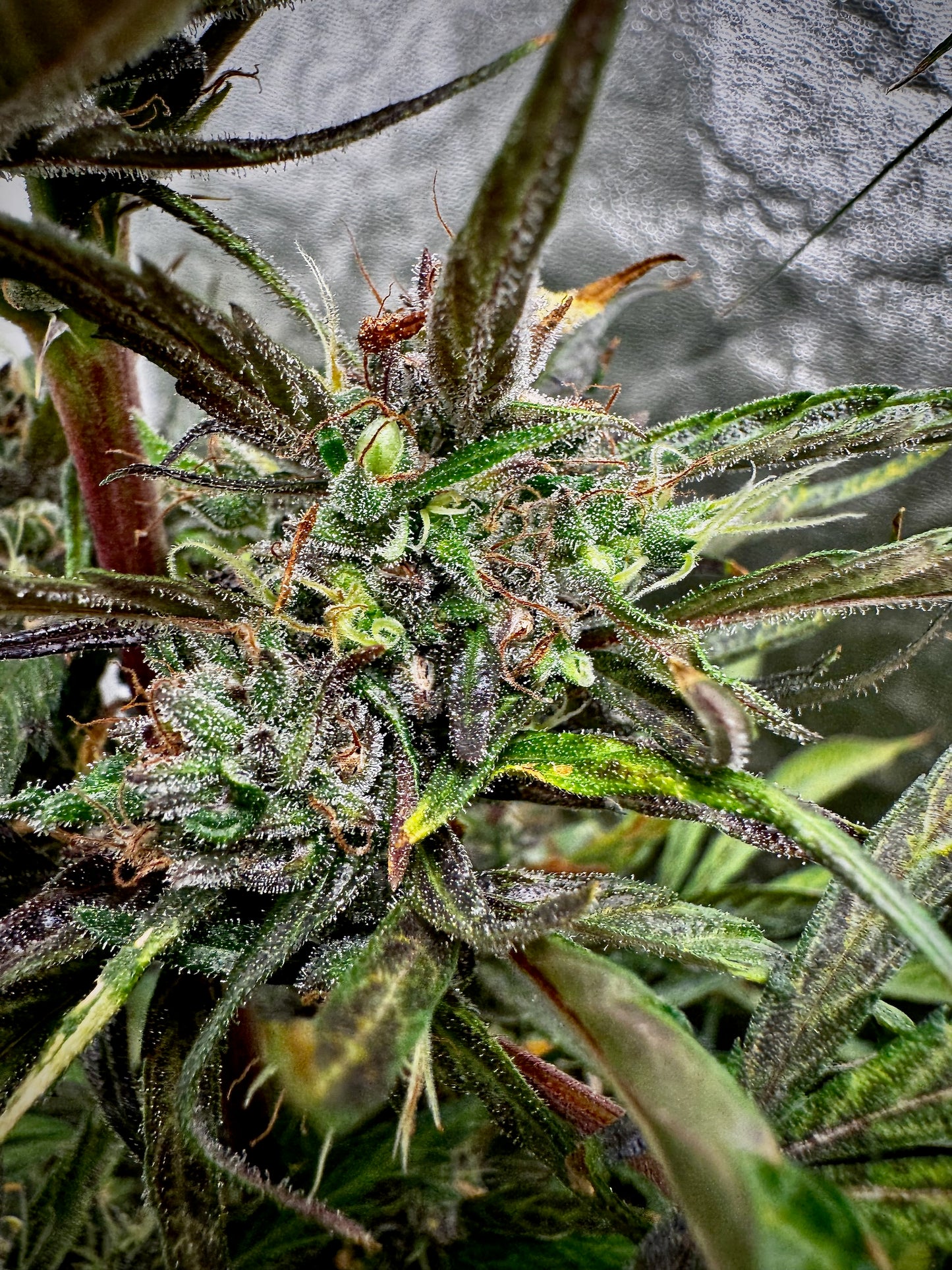 Thunk 2 green/purple