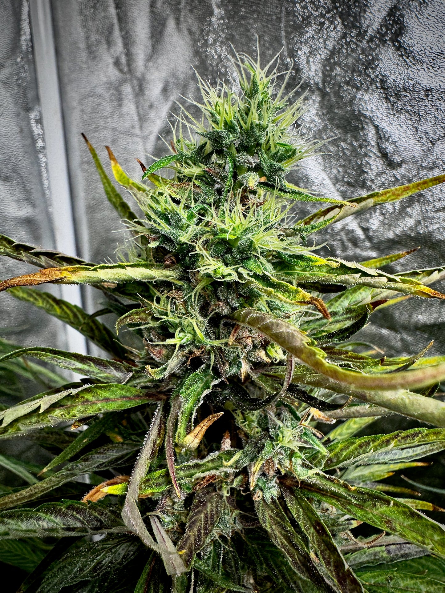 Thunk 2 green/purple