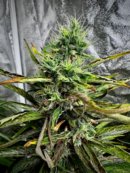 Thunk 2 green/purple