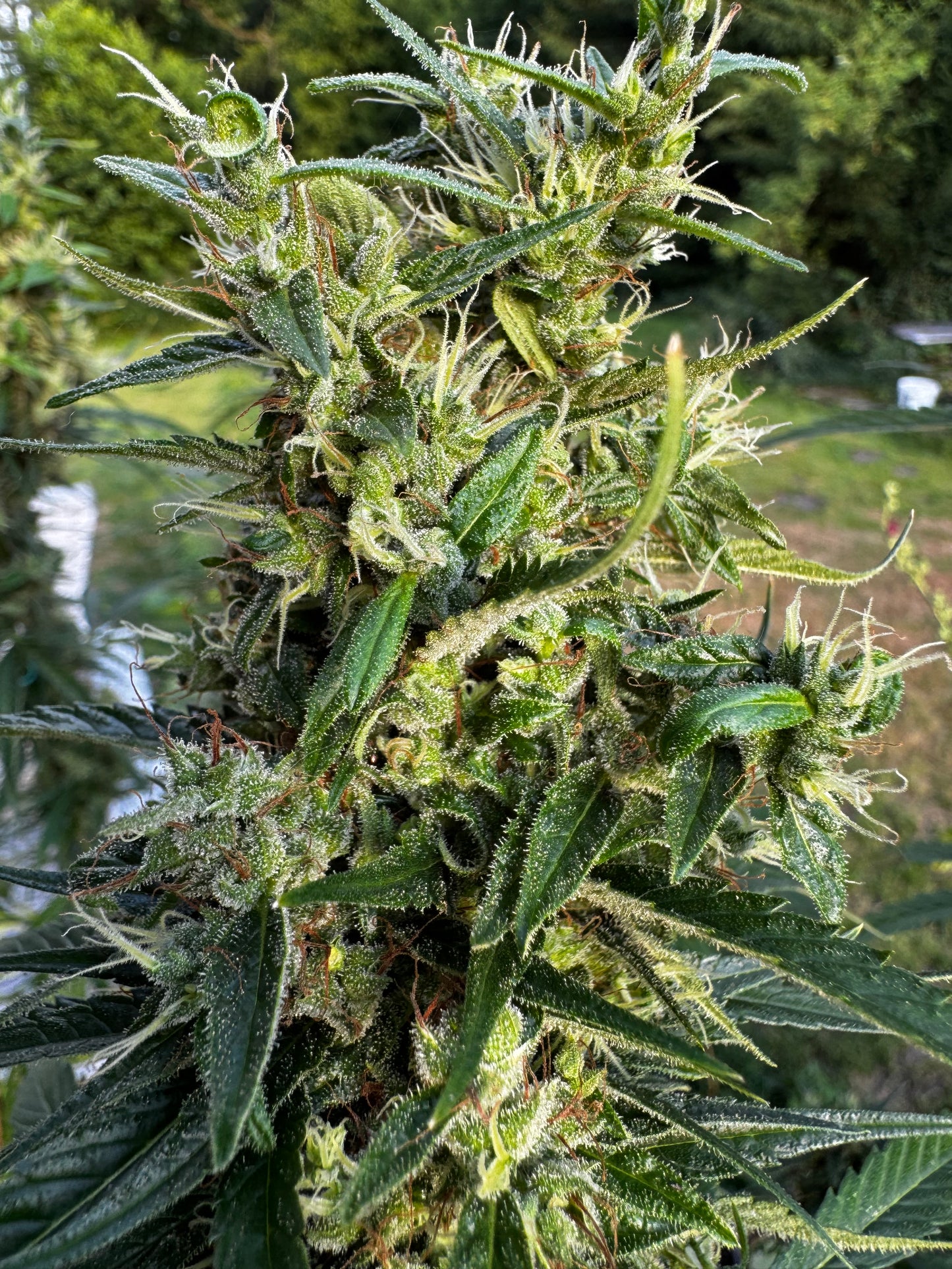 Manga Rosa Haze 🌈 🥭 🔥 🇧🇷