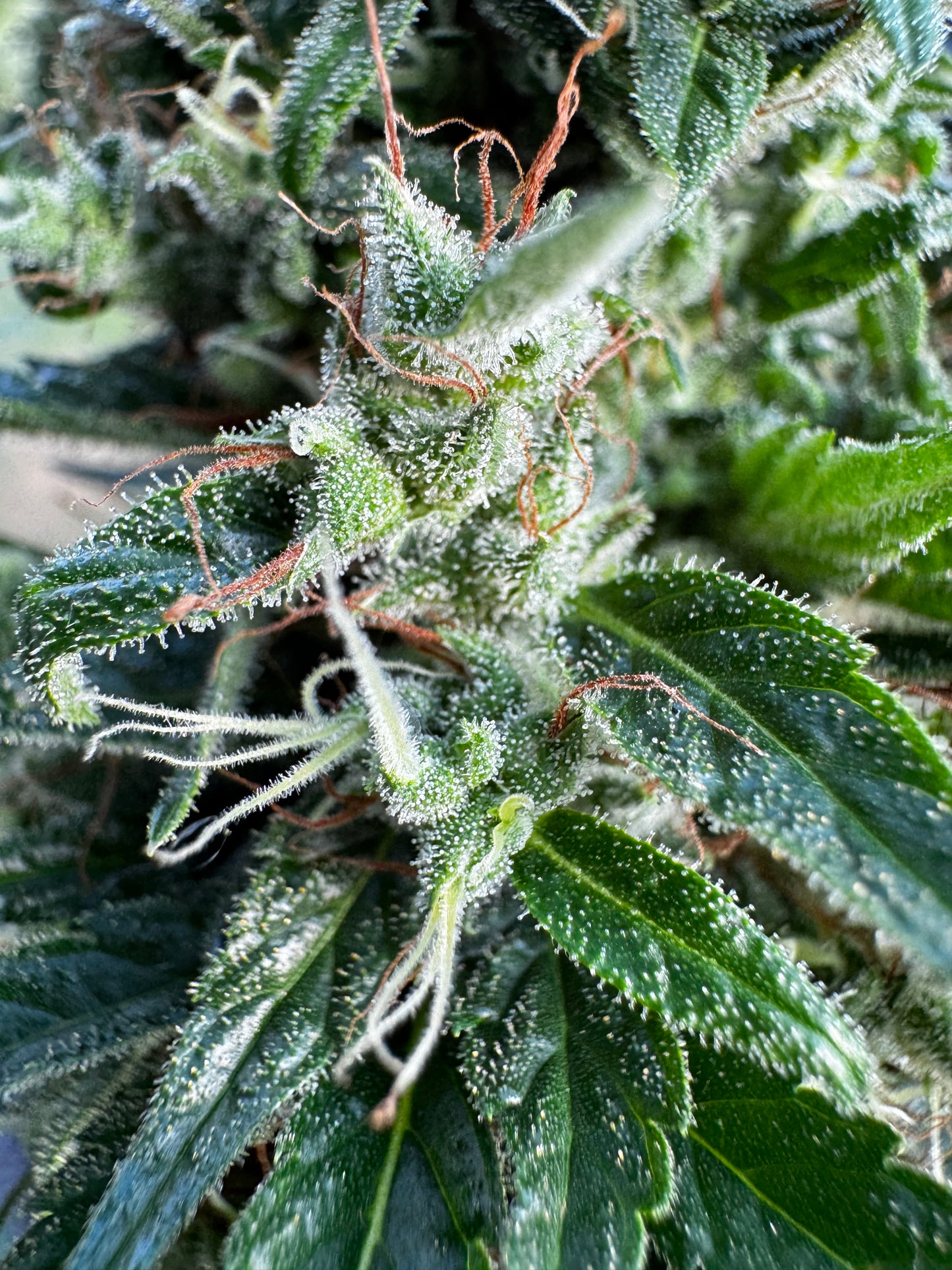 Manga Rosa Haze 🌈 🥭 🔥 🇧🇷