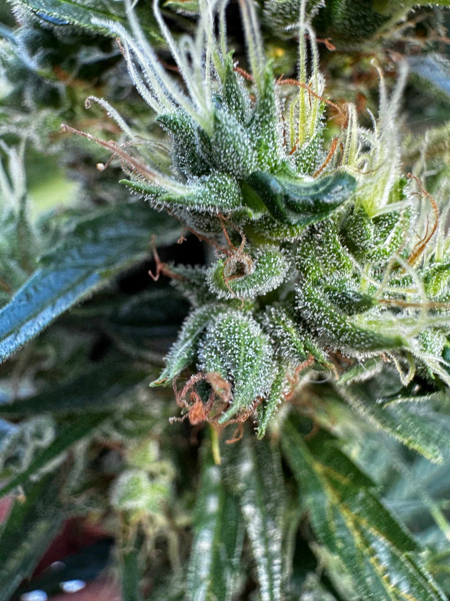 Manga Rosa Haze 🌈 🥭 🔥 🇧🇷