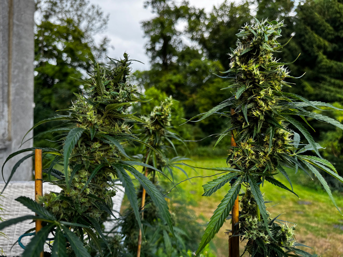 Manga Rosa Haze 🌈 🥭 🔥 🇧🇷
