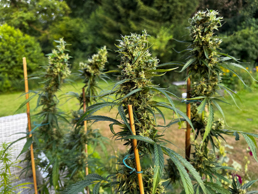 Manga Rosa Haze 🌈 🥭 🔥 🇧🇷