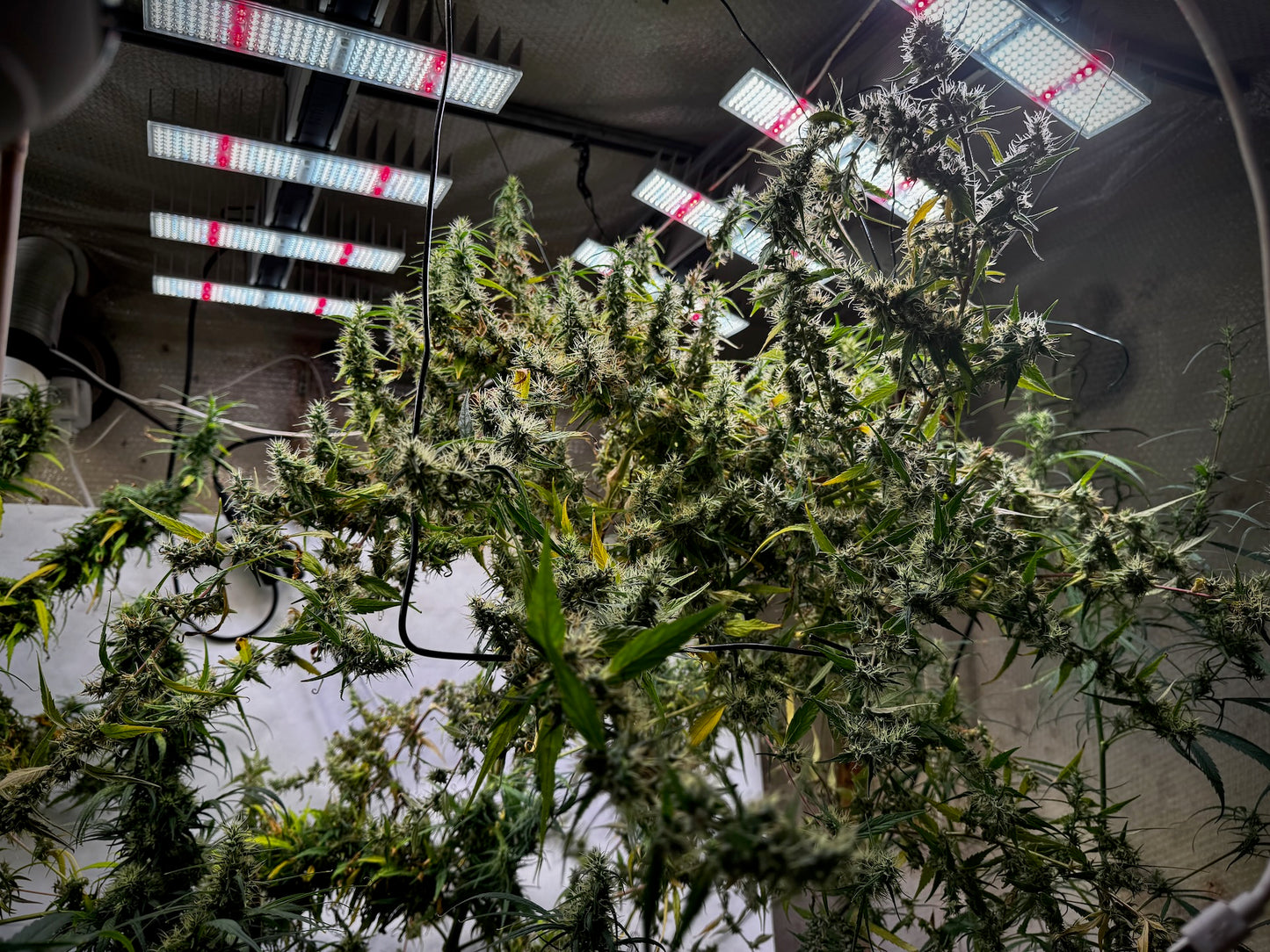 Original Haze feminized - Sam's private