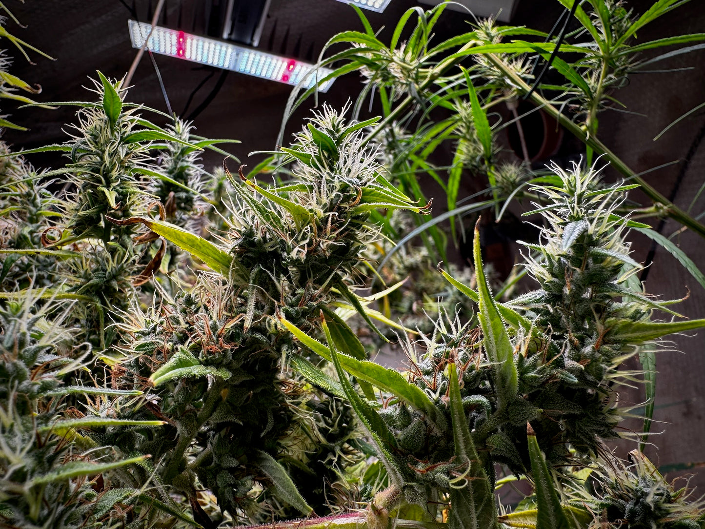 Original Haze feminized - Sam's private