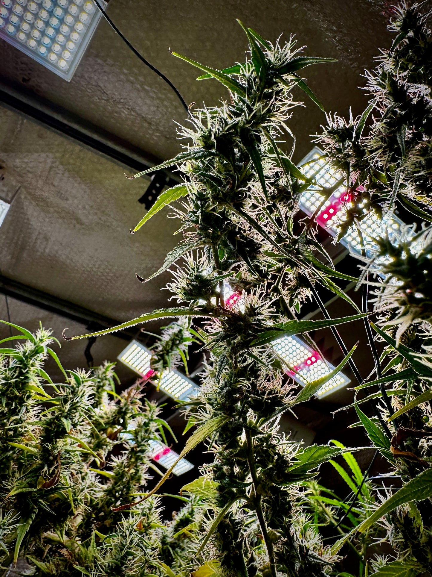 Original Haze feminized - Sam's private