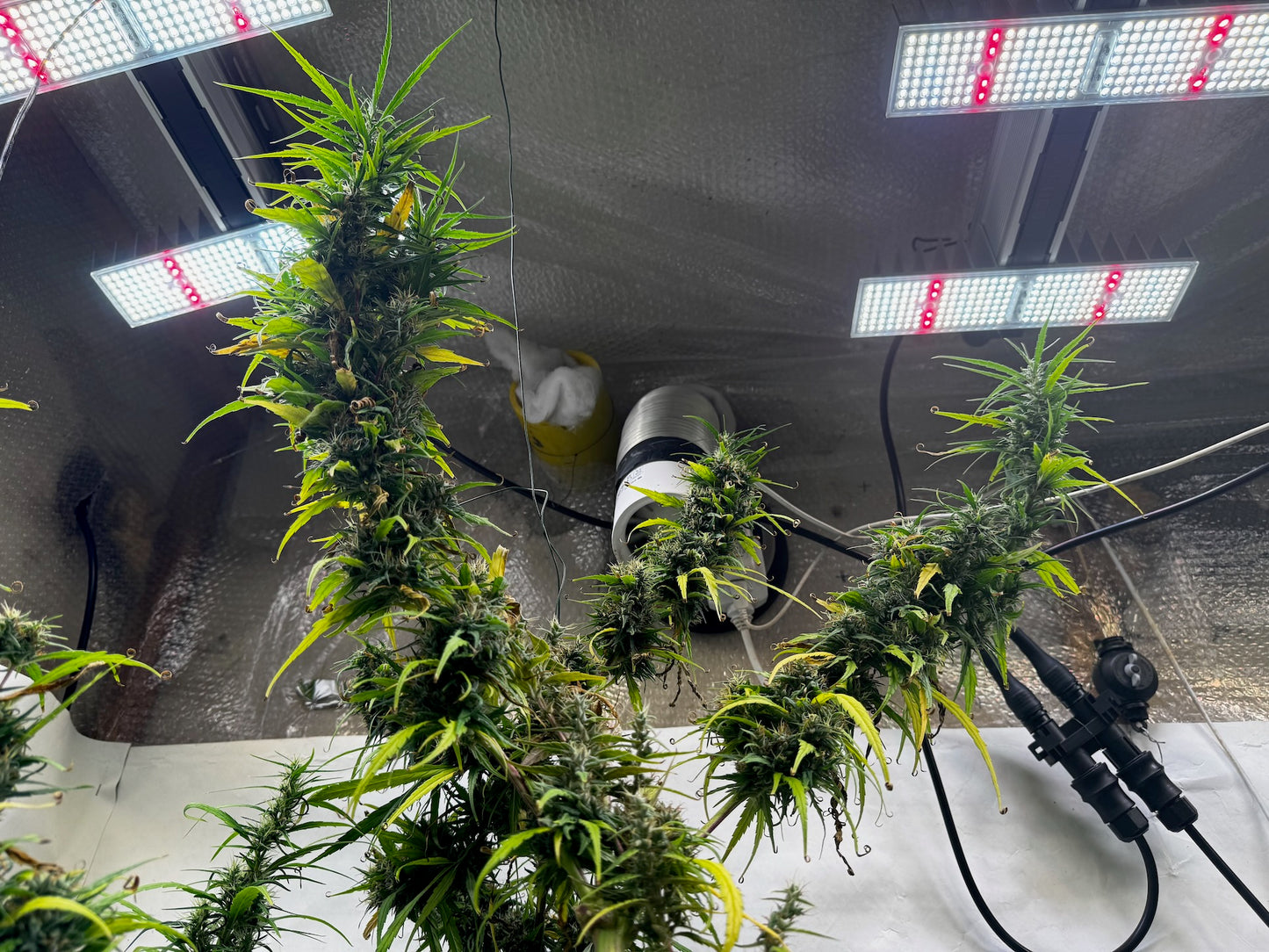 Jamaican × Original-Haze