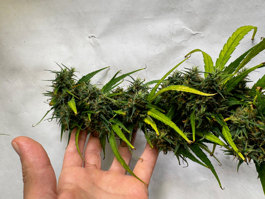 Jamaican × Original-Haze