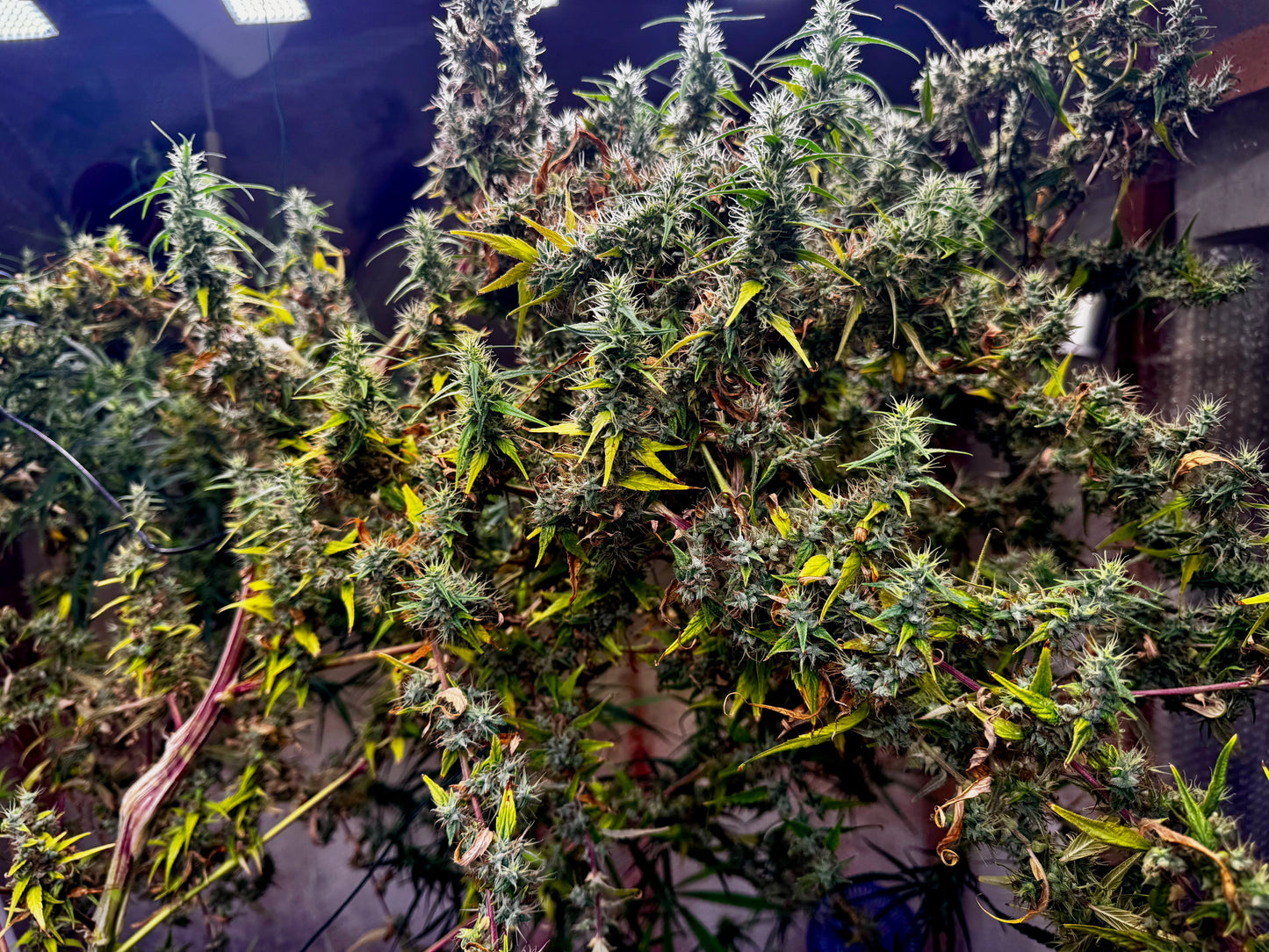 Original Haze feminized - Sam's private