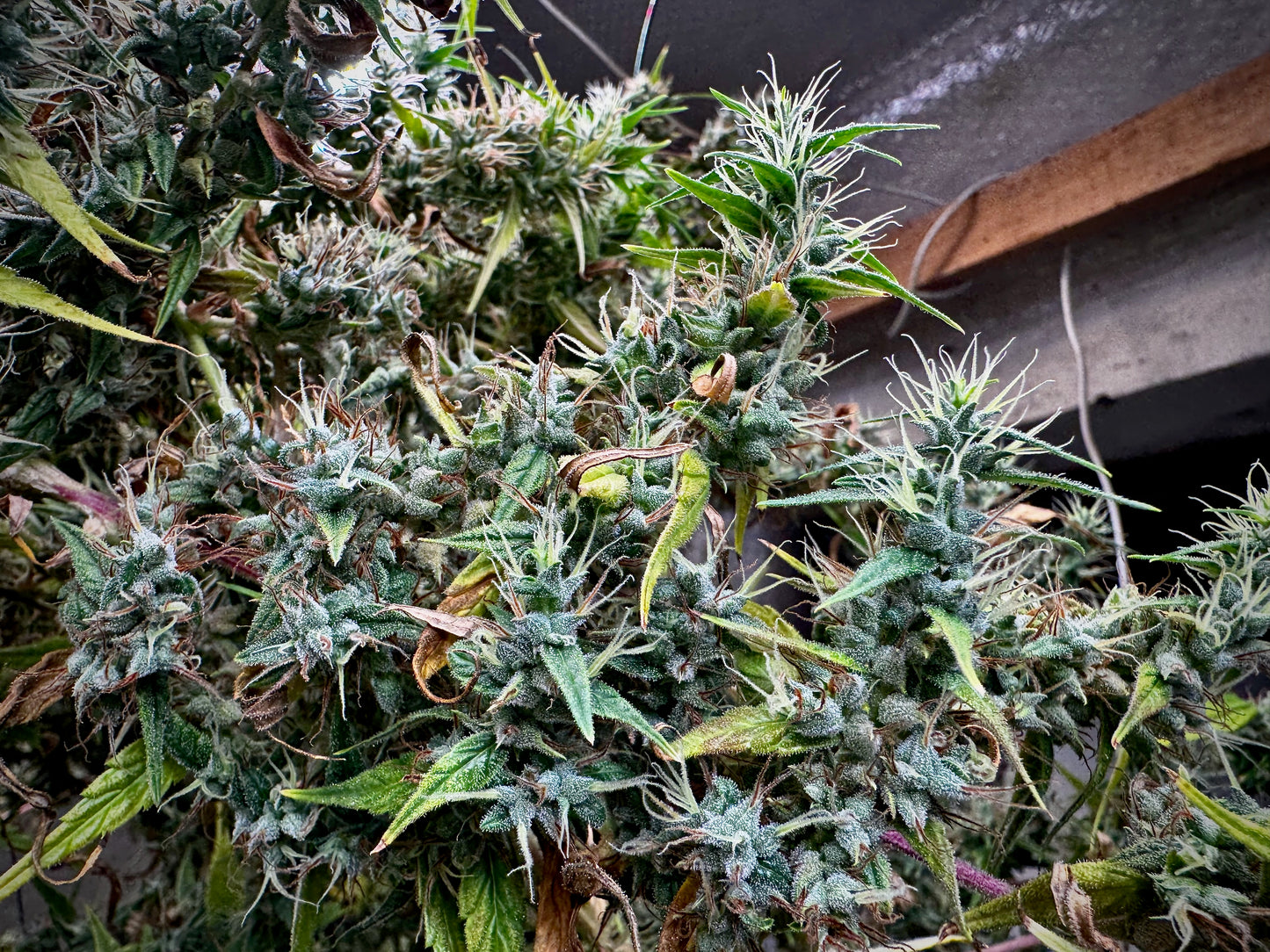 Original Haze feminized - Sam's private