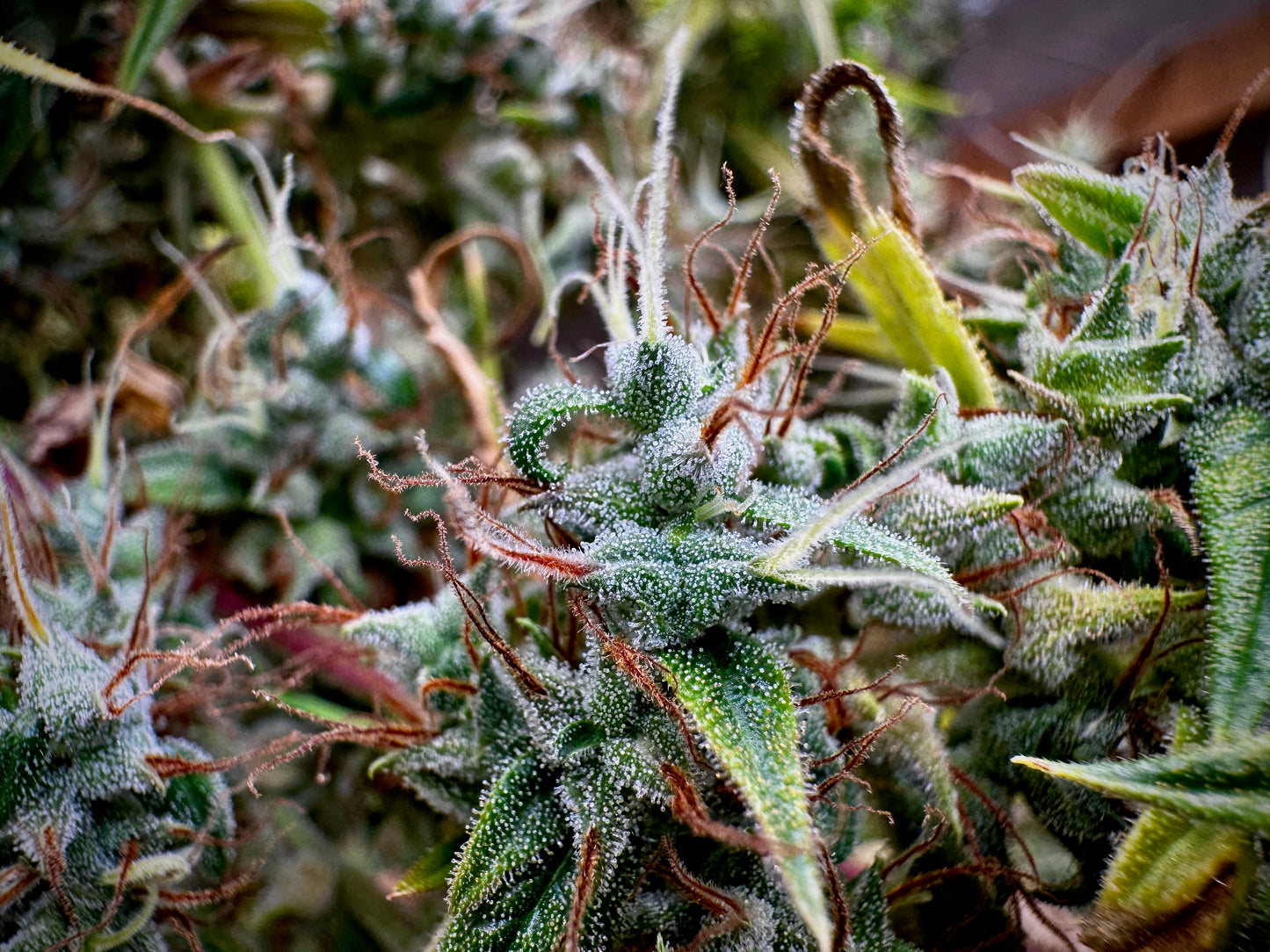 Original Haze feminized - Sam's private