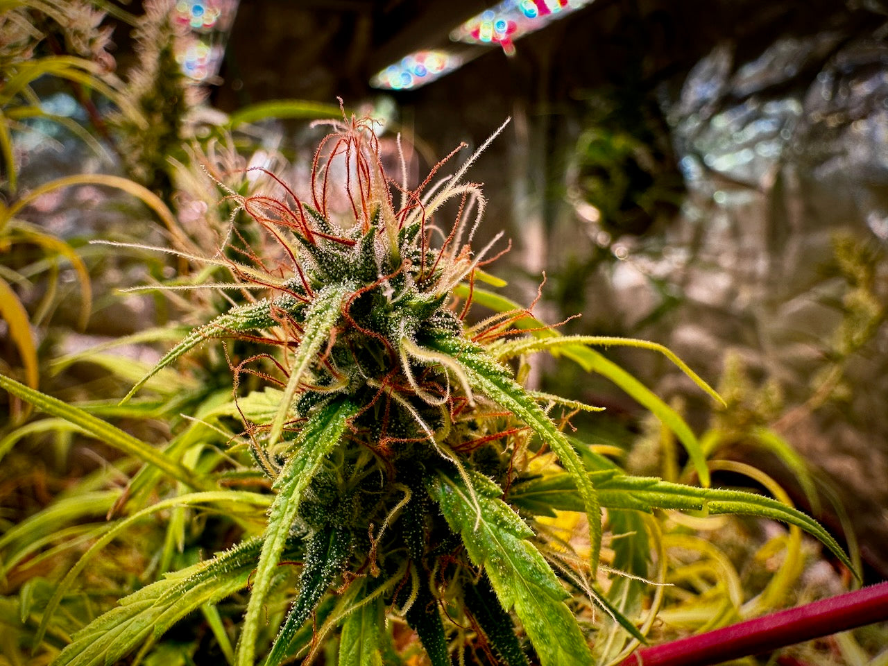 Destroyer (best) x Original-Haze