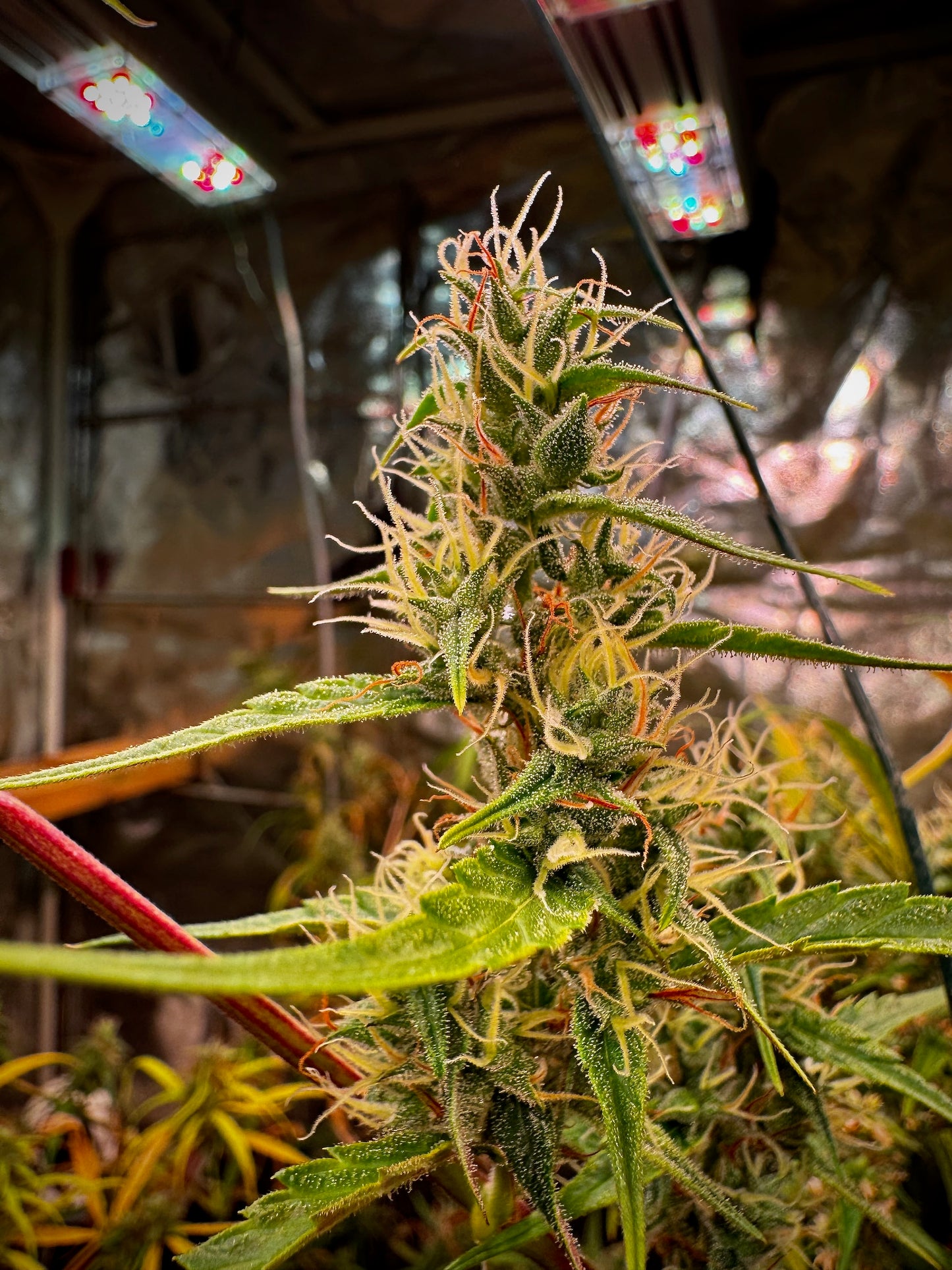 Destroyer (best) x Original Haze – Sam’s Private (reversed) - feminized Seeds