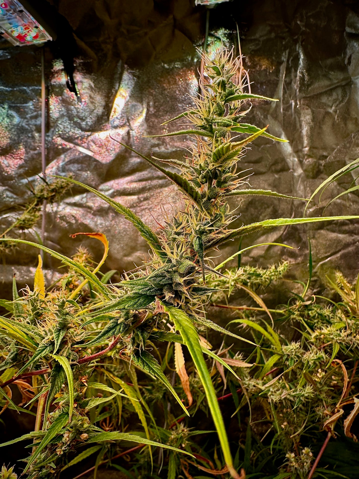 Destroyer (best) x Original Haze – Sam’s Private (reversed) - feminized Seeds