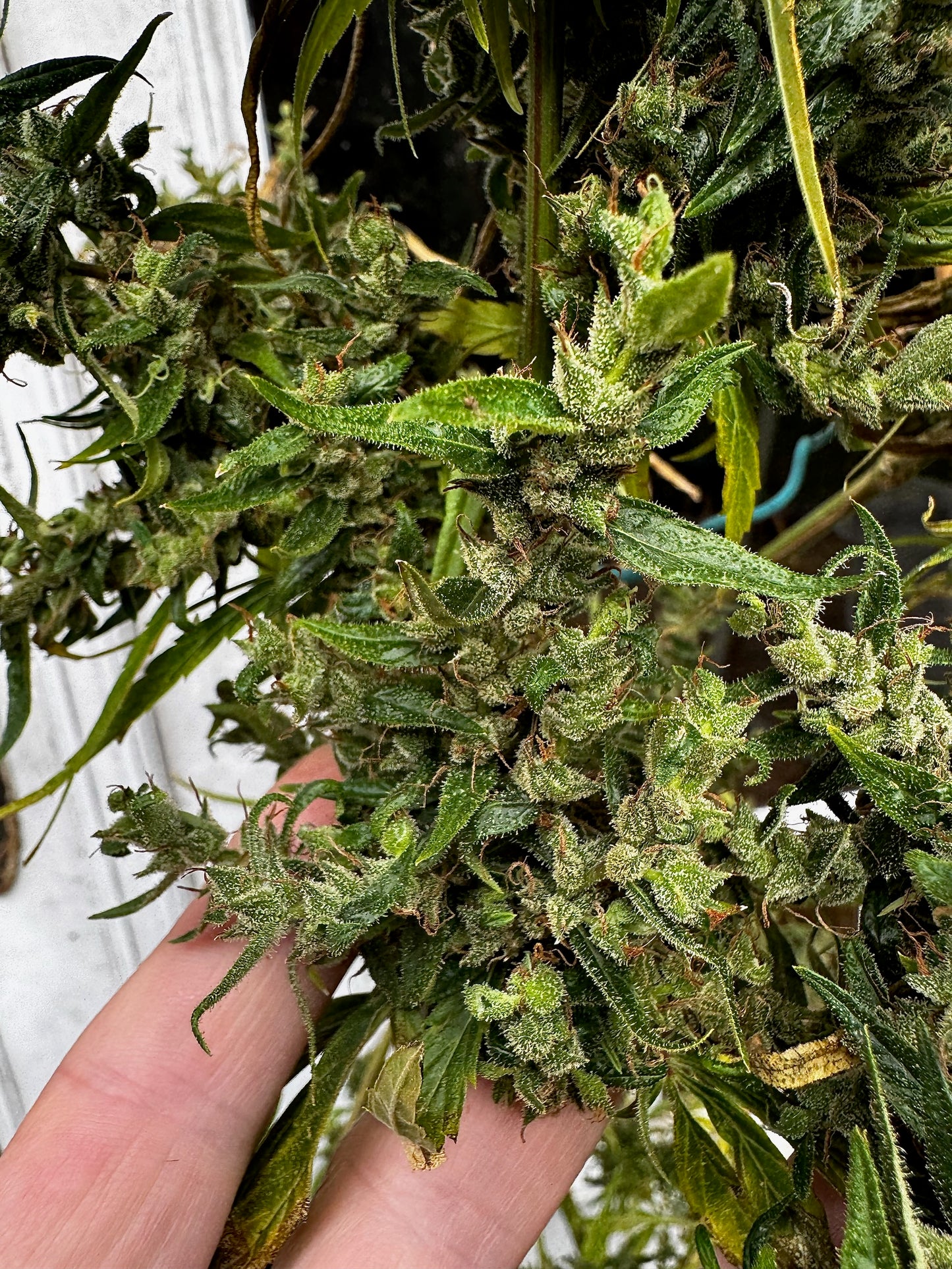 Original Haze (Sam's private) x Original Haze 90' male