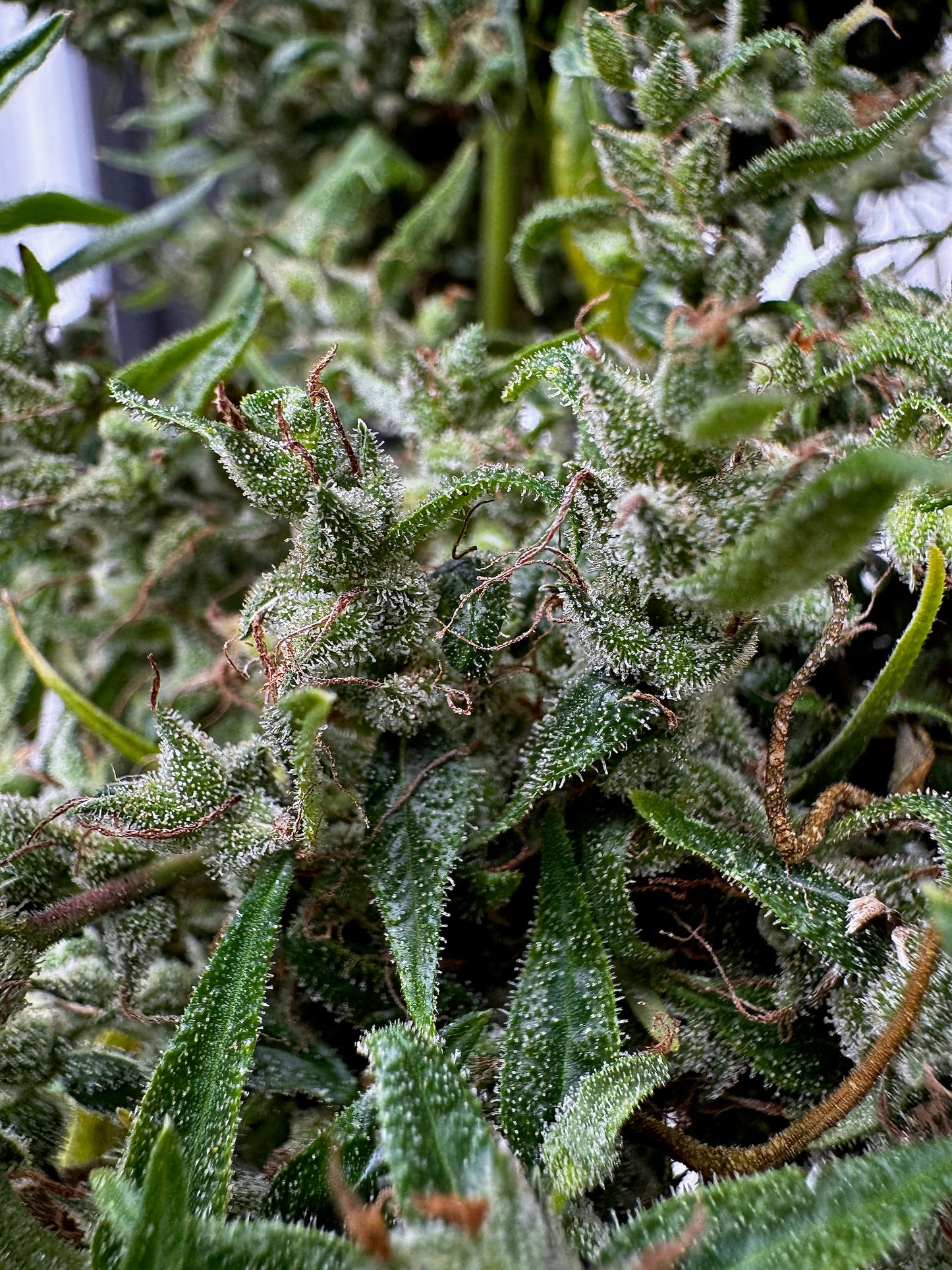 Original Haze (Sam's private) x Original Haze 90' male