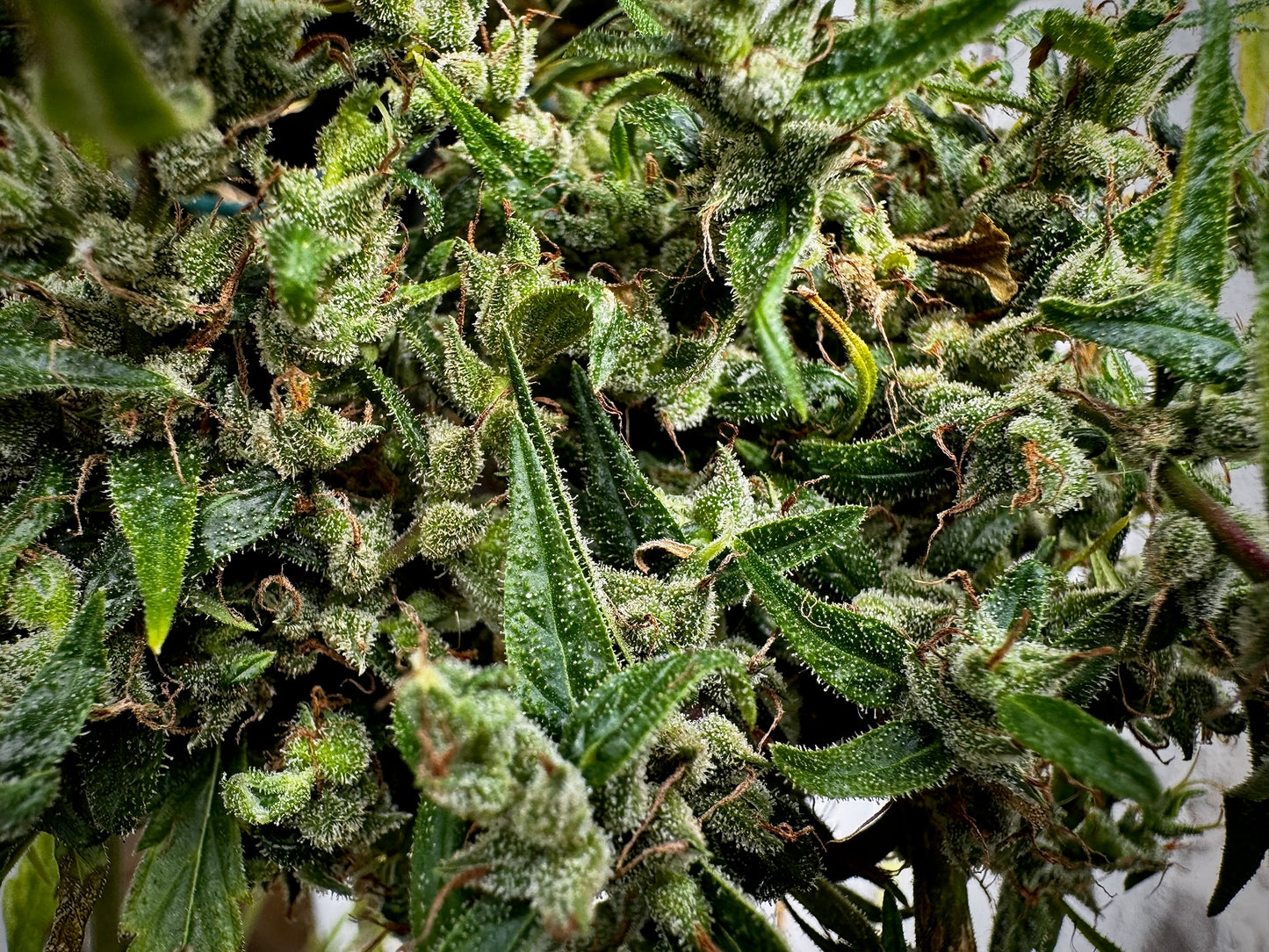 Original Haze (Sam's private) x Original Haze 90' male