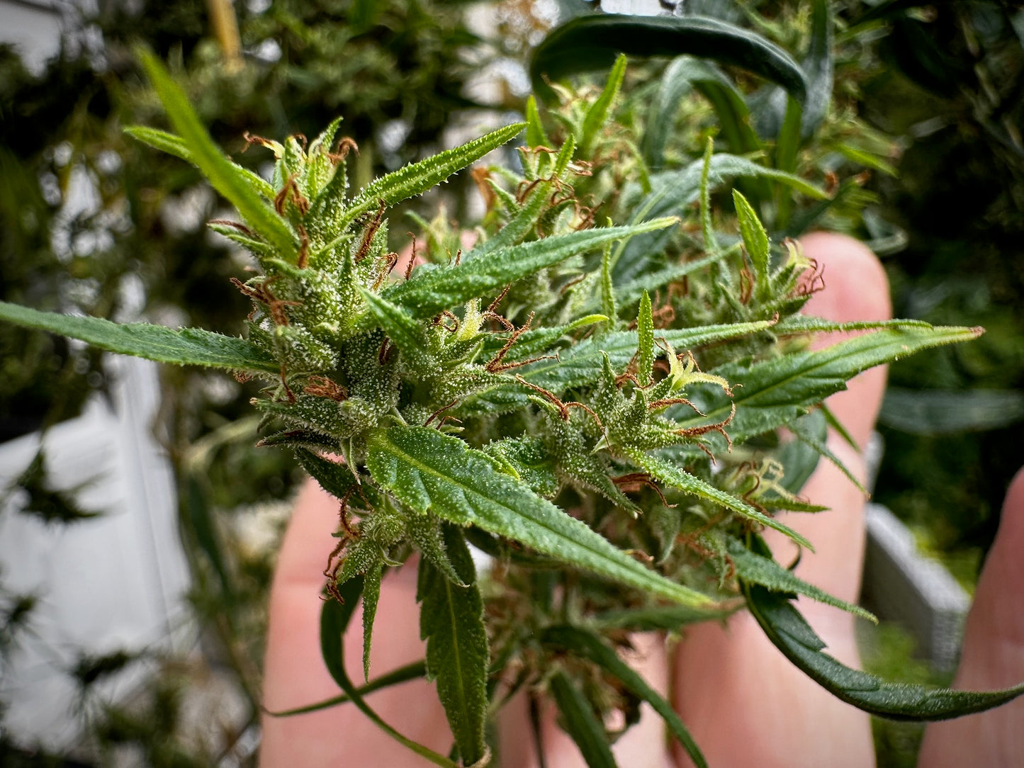 Original Haze (Sam's private) x Original Haze 90' male