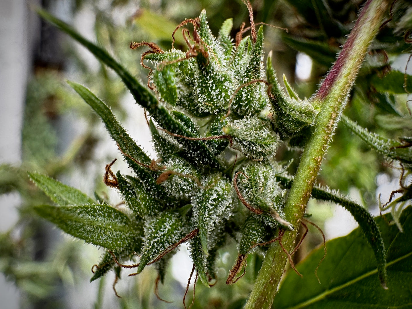 Original Haze (Sam's private) x Original Haze 90' male