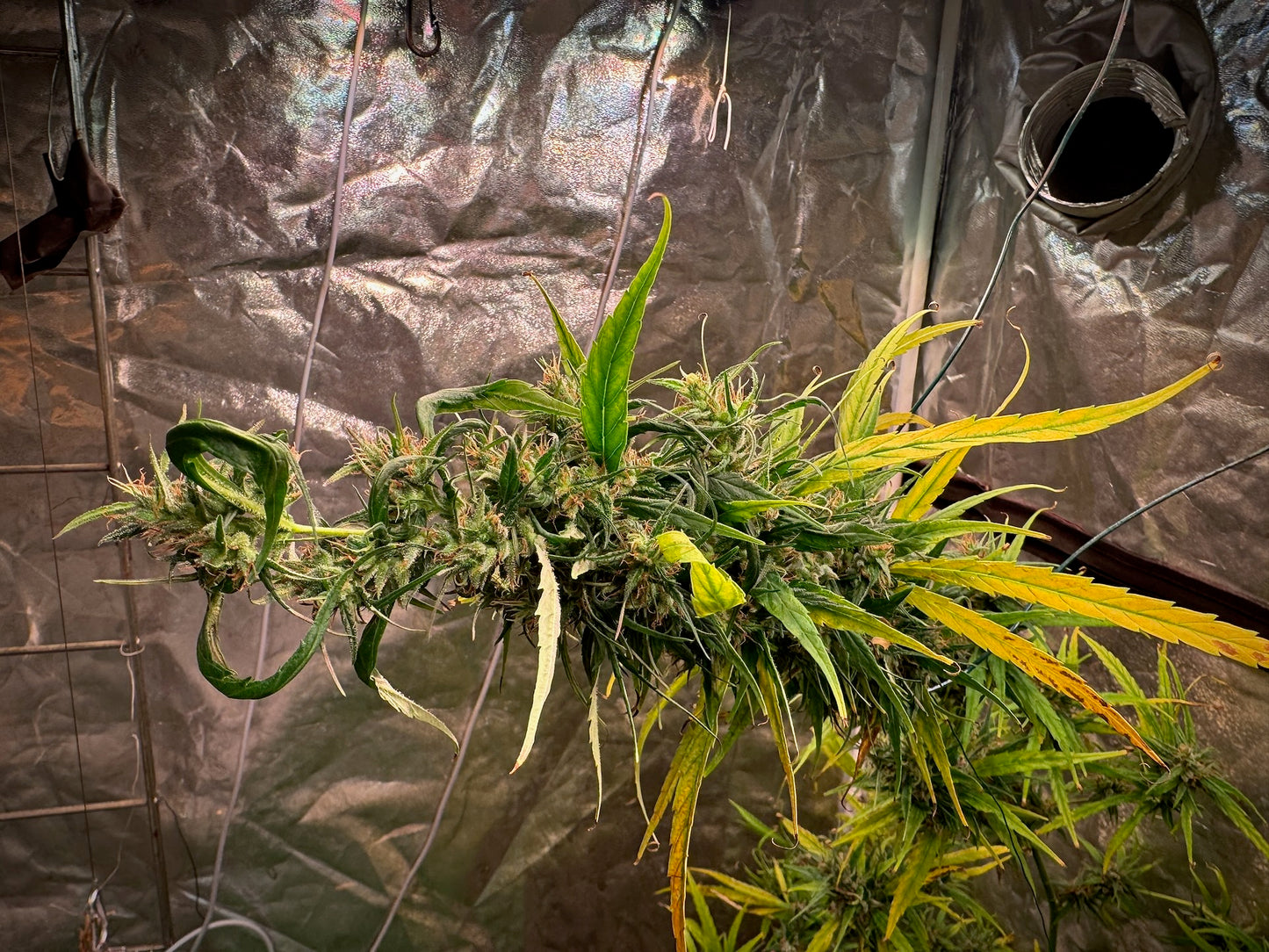 Jamaican 80' feminized