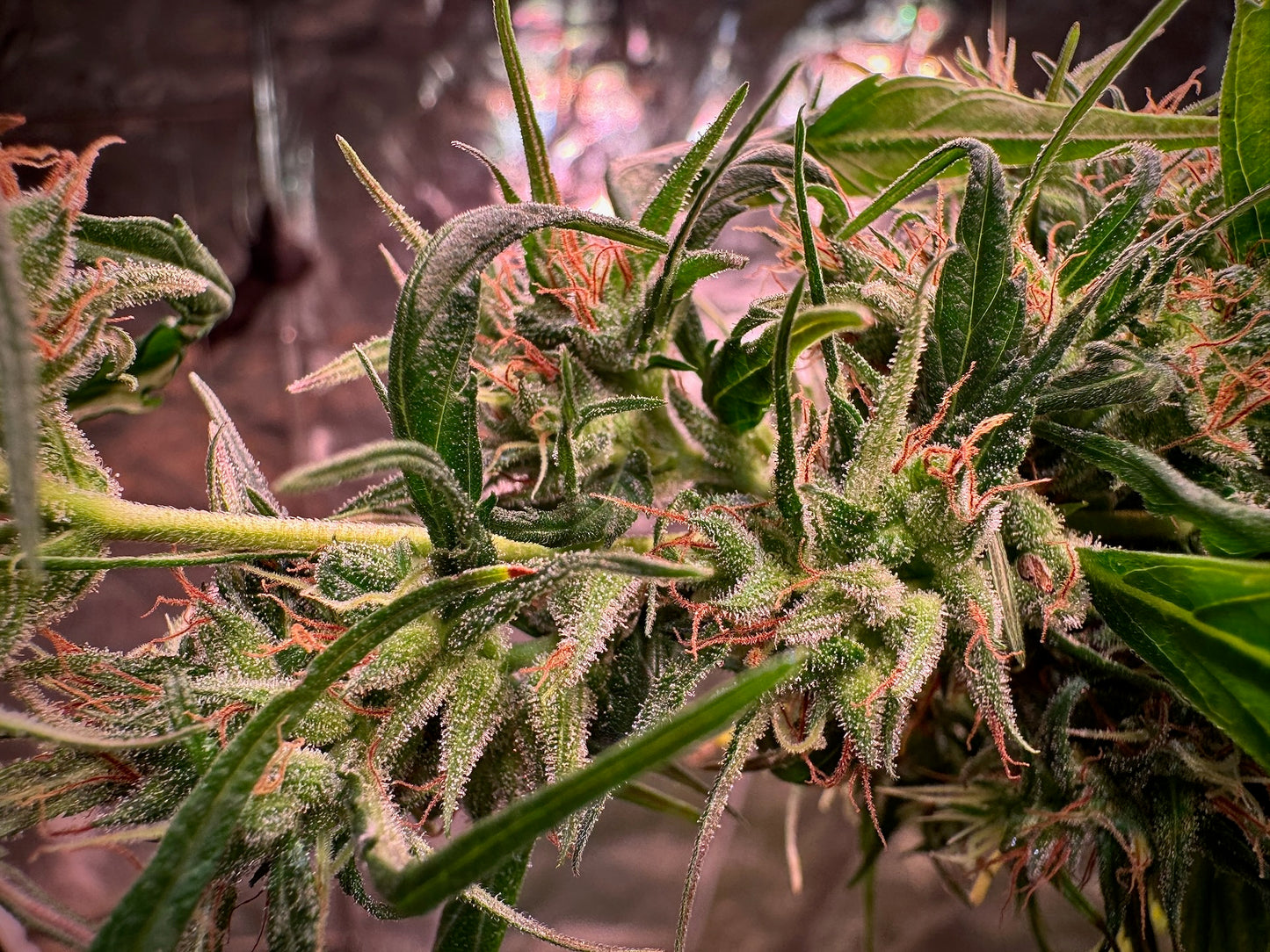 Jamaican × Original-Haze