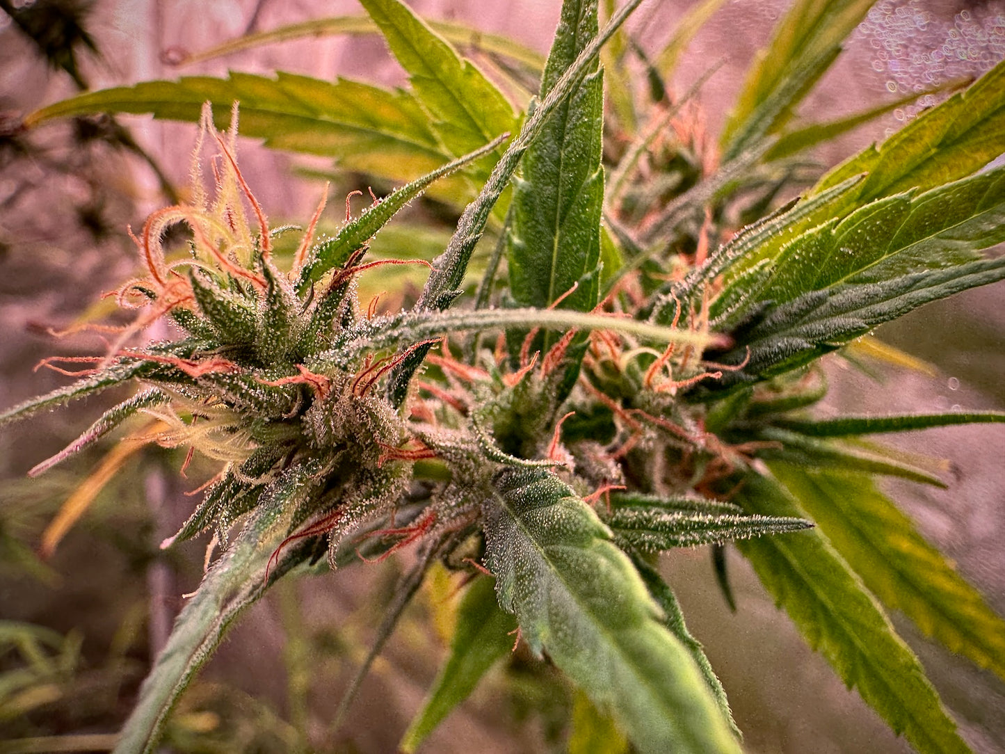 Jamaican 80' feminized