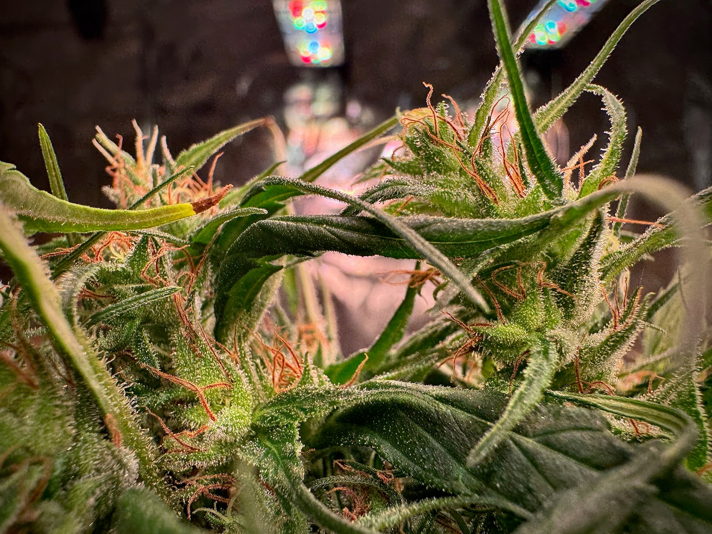 Jamaican × Original-Haze