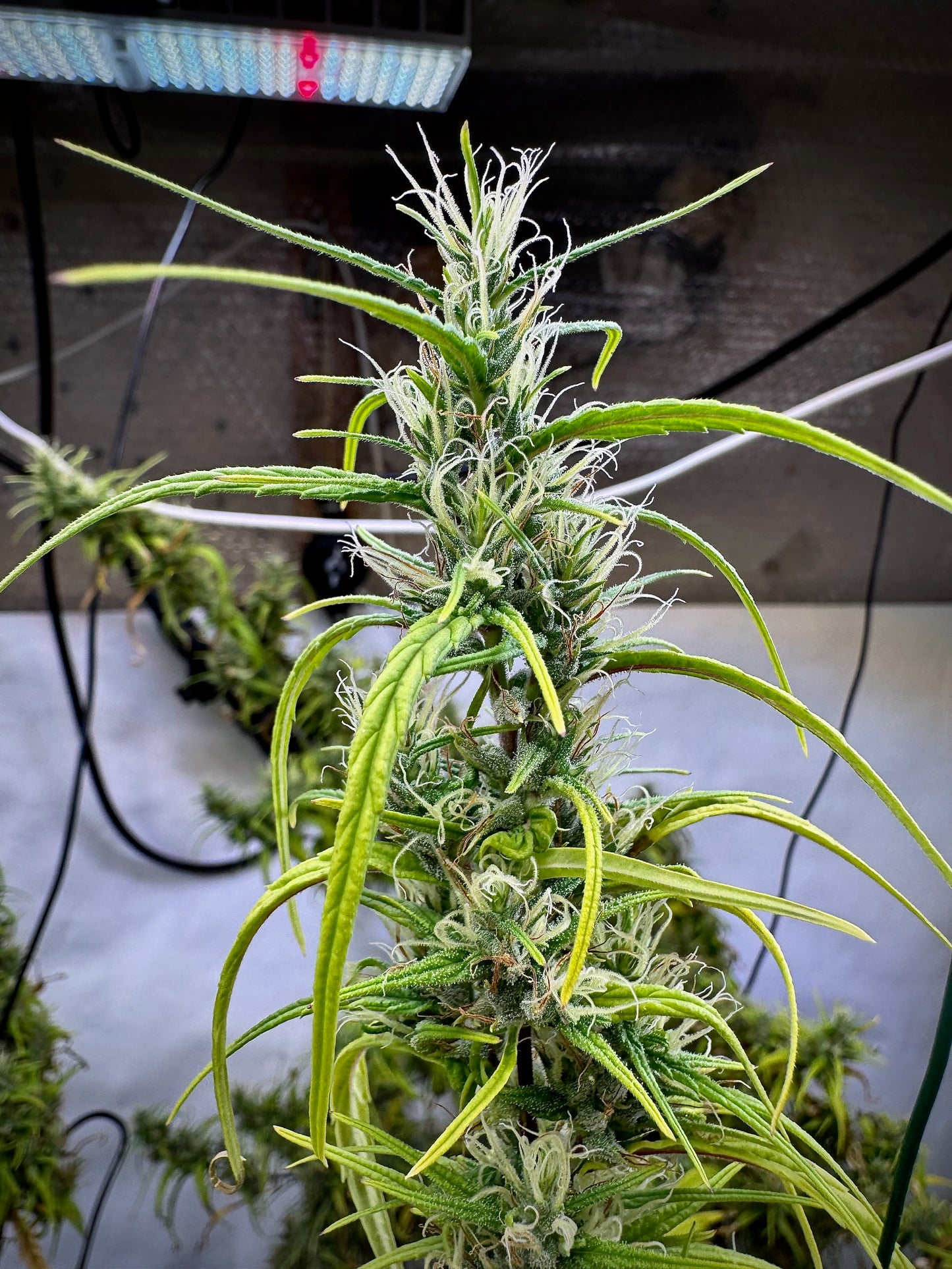 Malawi Gold (Afropip) x Original Haze 90' selected male