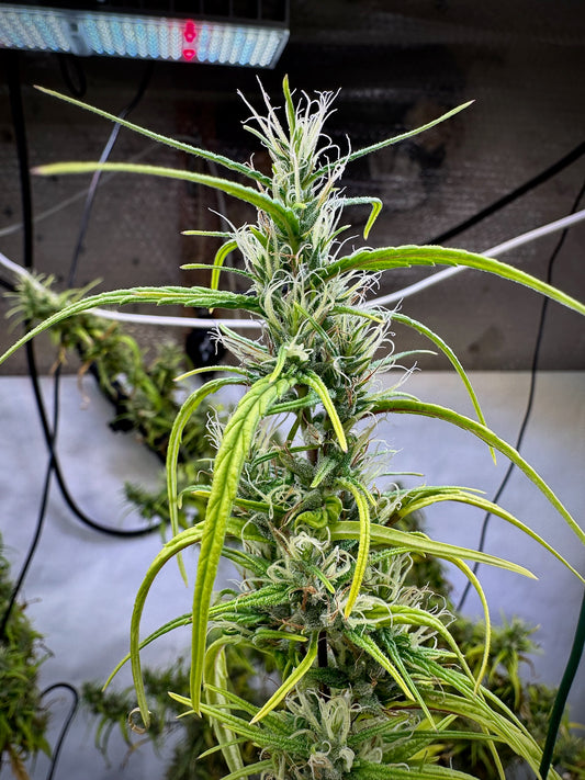 Malawi Gold (Afropip) x Original Haze 90' selected male