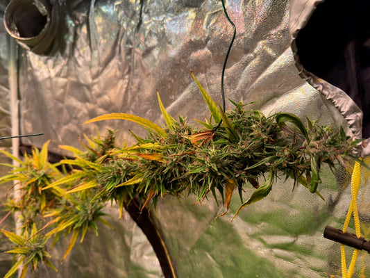 Jamaican × Original-Haze