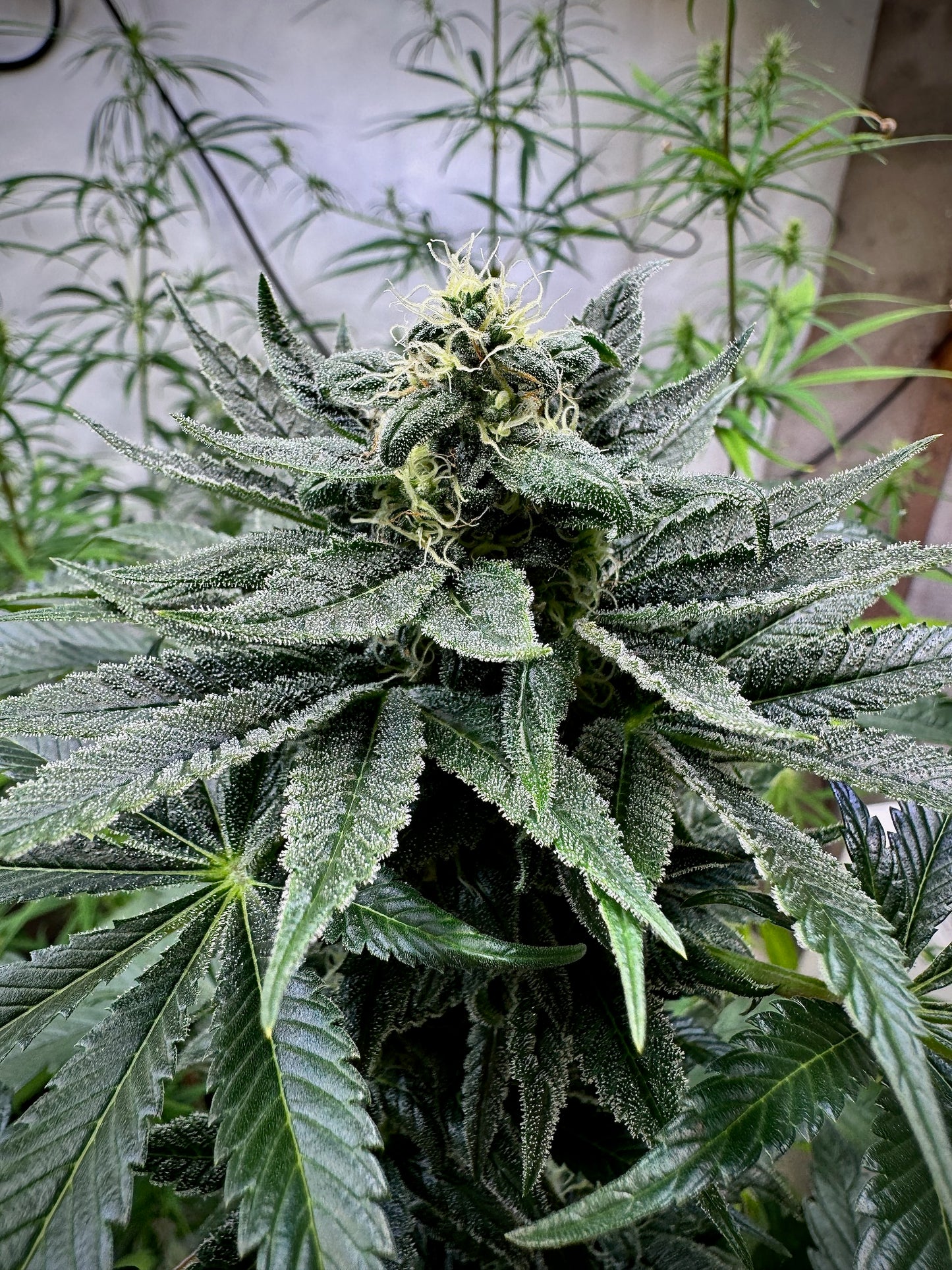 OG99(C99 x Tahoe OG) x Original Haze 90' selected male
