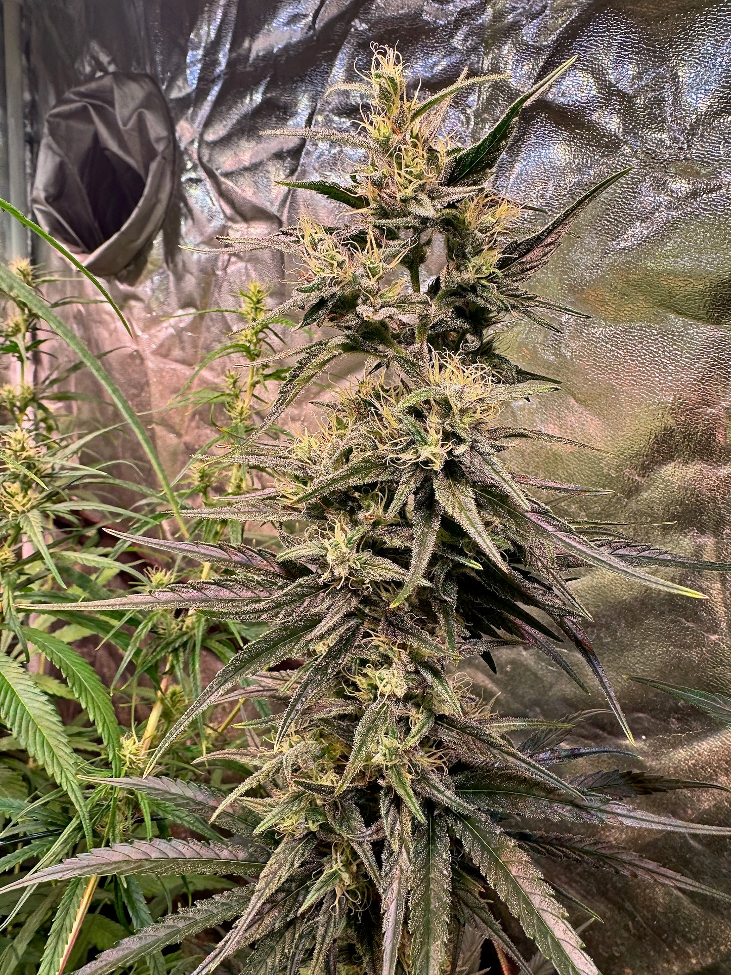Jack Herer Purple Pheno (Sensi Seeds ’90) / Original Haze × Original Haze ’90 Selected Male
