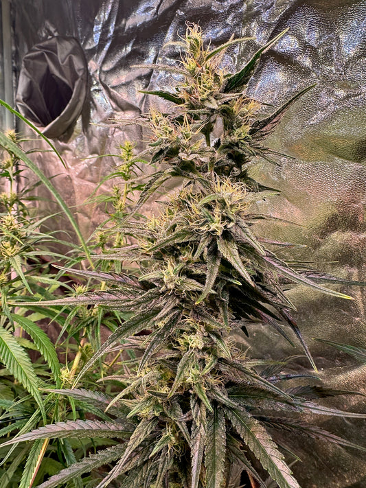 Jack Herer Purple Pheno (Sensi Seeds ’90) / Original Haze × Original Haze ’90 Selected Male