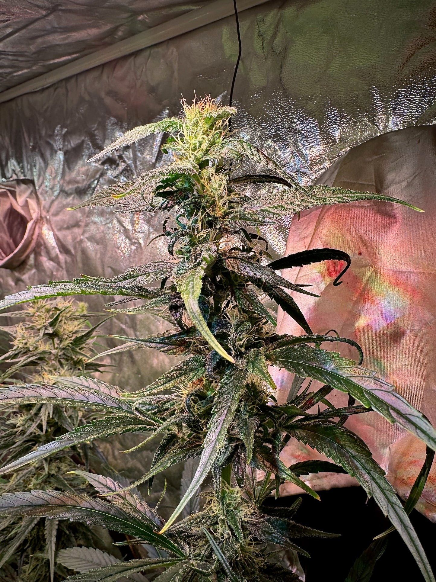 Jack Herer (Sensi Seeds ’90) / Original Haze × Original Haze ’90 Selected Male