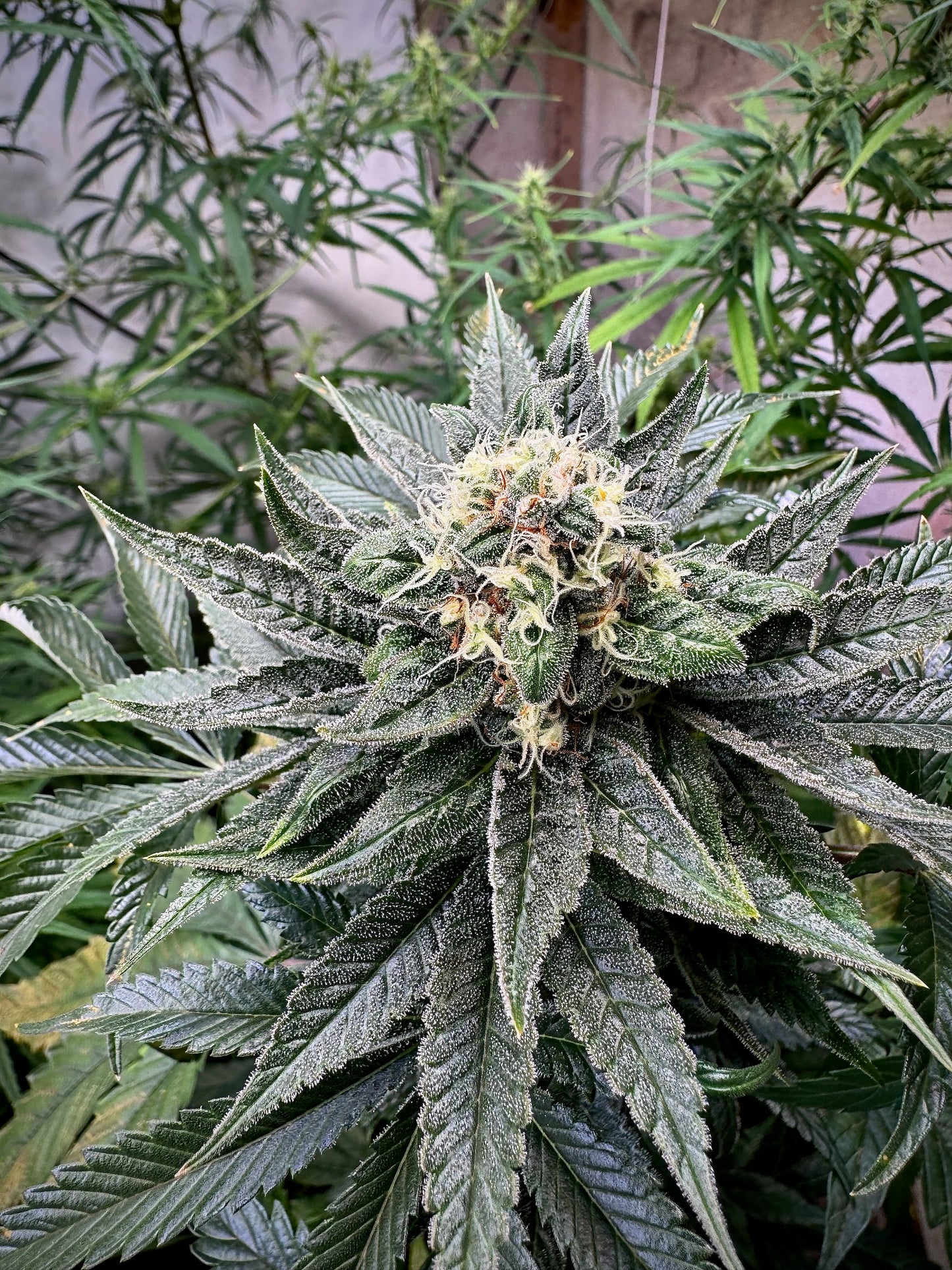 OG99(C99 x Tahoe OG) x Original Haze 90' selected male